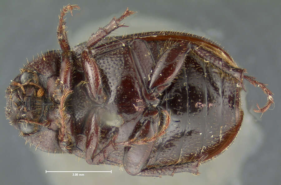 صورة Diplotaxis truncatula Le Conte 1856