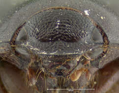 صورة Diplotaxis truncatula Le Conte 1856