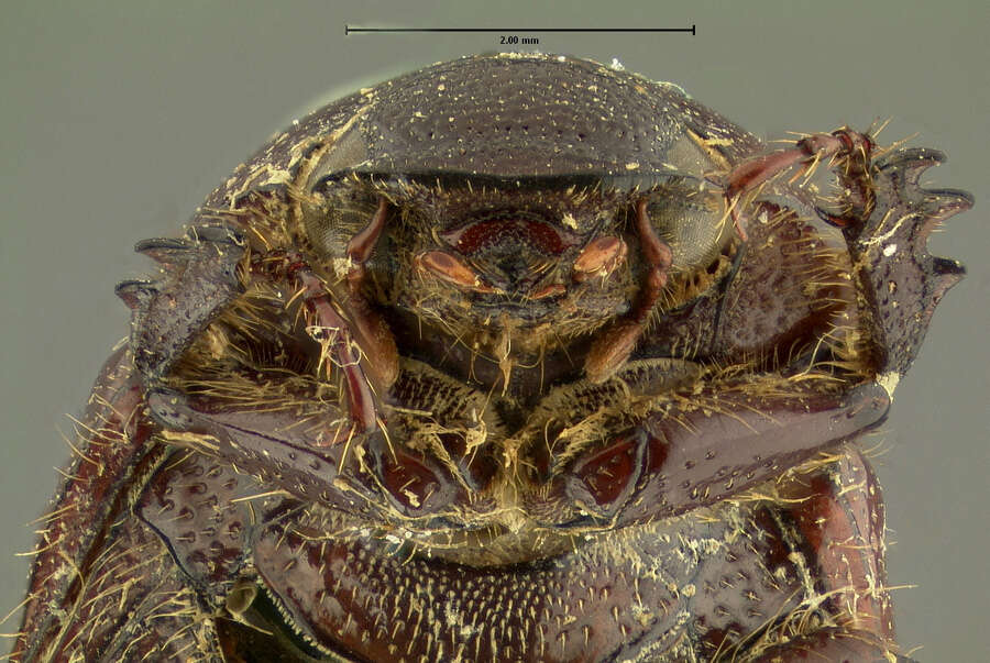 صورة Diplotaxis brevidens Le Conte 1856