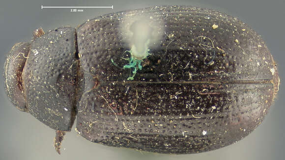 صورة Diplotaxis bidentata Le Conte 1856