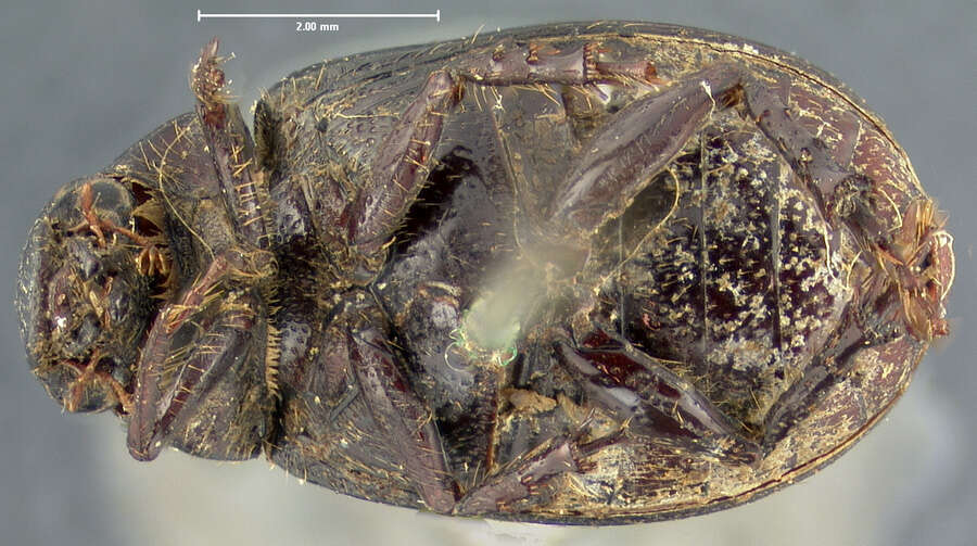 صورة Diplotaxis bidentata Le Conte 1856