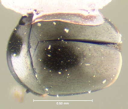 Image of Cybocephalus randalli Smith ex Smith & Cave 2006