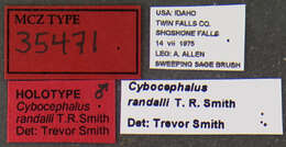 صورة Cybocephalus randalli Smith ex Smith & Cave 2006