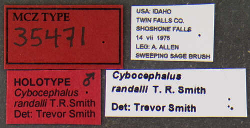 صورة Cybocephalus randalli Smith ex Smith & Cave 2006