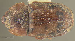 Image of Sap beetle