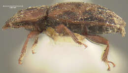 Image of Sap beetle