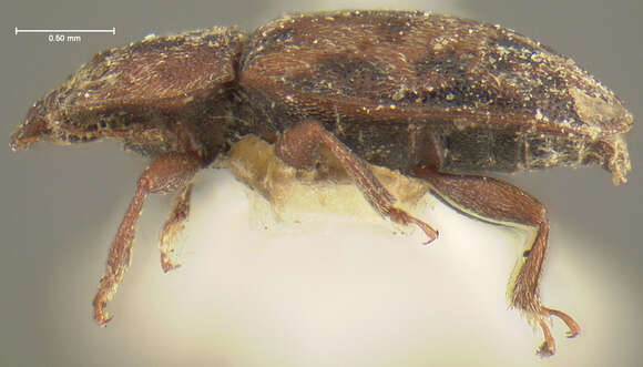 Image of Sap beetle