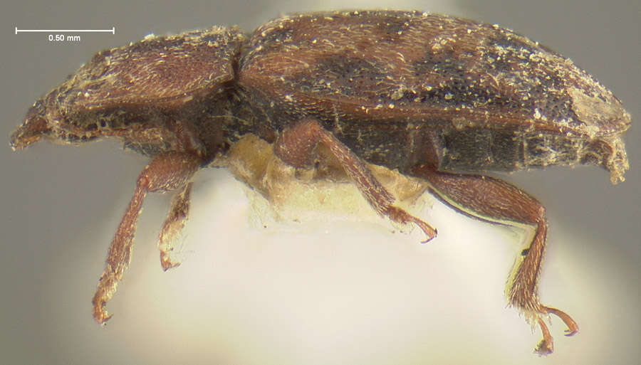 Image of Sap beetle