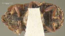 Image of Sap beetle