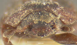 Image of Sap beetle