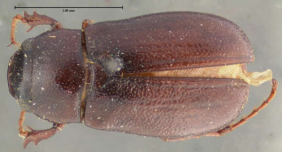 Image of Phyllophaga (Phyllophaga) dispar (Burmeister 1855)