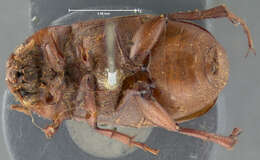 Image of Phyllophaga (Phyllophaga) prununculina (Burmeister 1855)