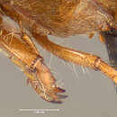 Image of Phyllophaga (Phyllophaga) gracilis (Burmeister 1855)