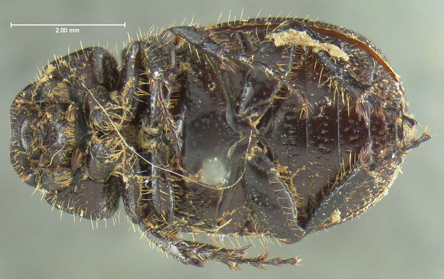 Image of Diplotaxis atratula Le Conte 1856