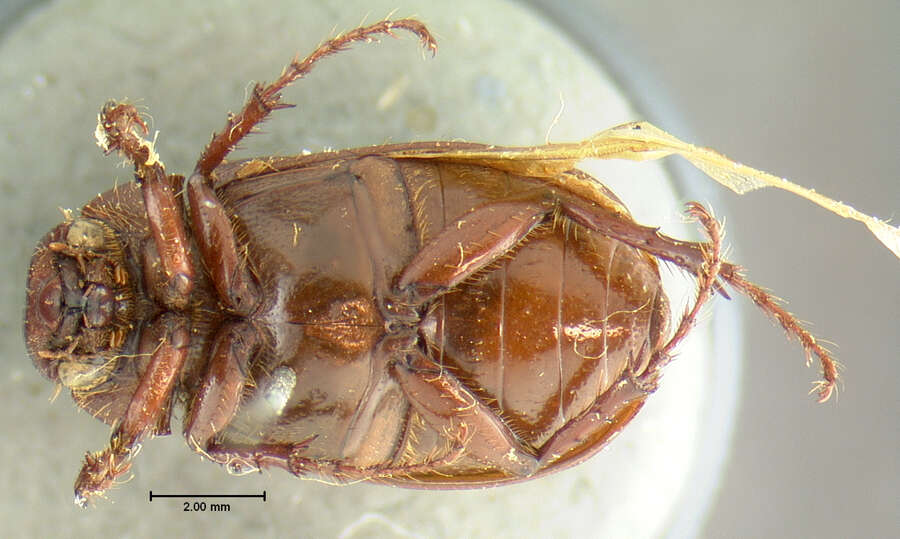 صورة Diplotaxis brevicollis Le Conte 1856