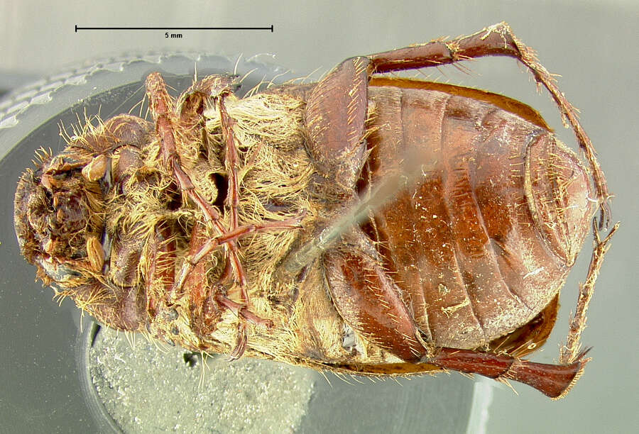 Image of Listrochelus mucoreus Le Conte 1856