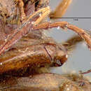 Image of Phyllophaga (Phyllophaga) clypeata (Horn 1887)