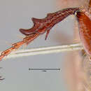 Image of Phyllophaga (Phyllophaga) ilicis (Knoch 1801)