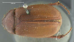 Image of Phyllophaga (Phyllophaga) futilis (Le Conte 1850)