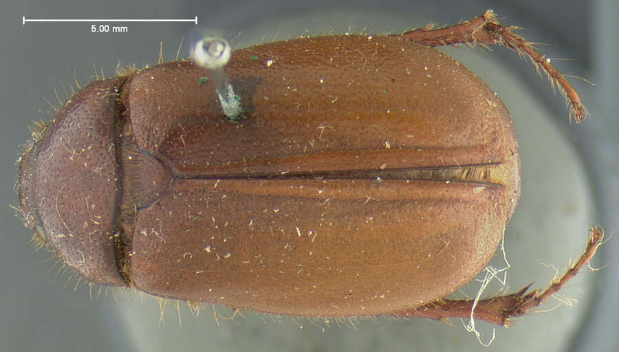 Image of Phyllophaga (Phyllophaga) futilis (Le Conte 1850)