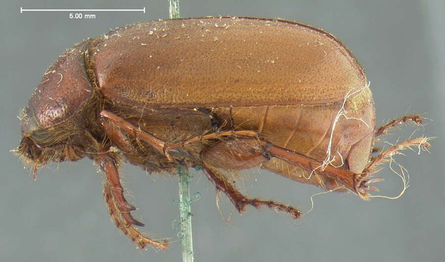 Image of Phyllophaga (Phyllophaga) futilis (Le Conte 1850)