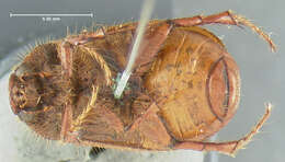 Image of Phyllophaga (Phyllophaga) futilis (Le Conte 1850)