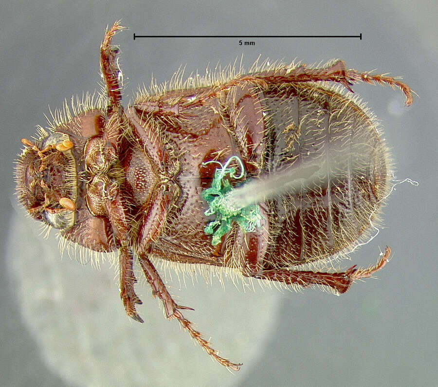 صورة Diplotaxis cribulosa Le Conte 1856