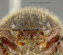 صورة Diplotaxis cribulosa Le Conte 1856