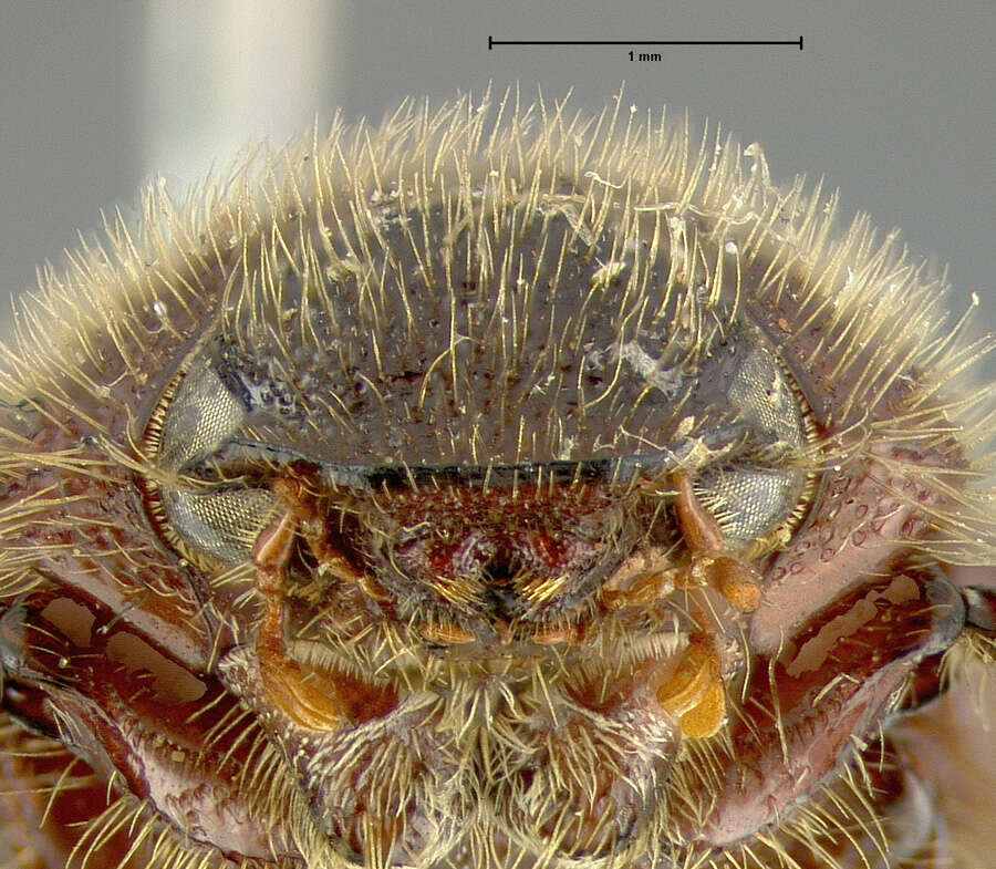 صورة Diplotaxis cribulosa Le Conte 1856