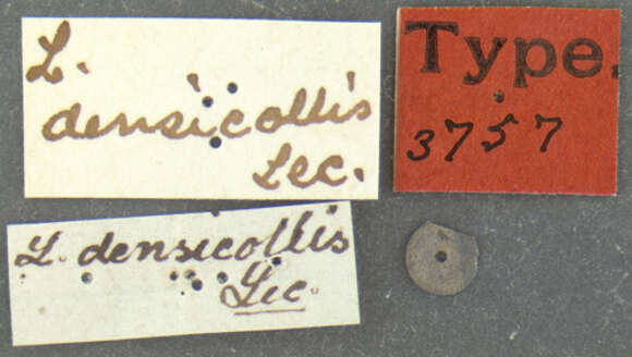 Image of Listrochelus densicollis Le Conte 1863