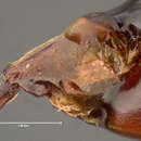 صورة Phyllophaga (Phyllophaga) forsteri (Burmeister 1855)