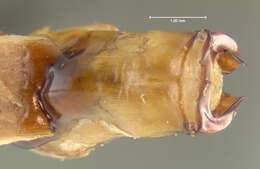 Image of Phyllophaga (Phyllophaga) anxia (Le Conte 1850)