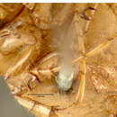 Image of Phyllophaga (Phyllophaga) longitarsa (Say 1824)