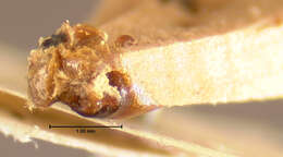 Image of Phyllophaga (Phyllophaga) longitarsa (Say 1824)