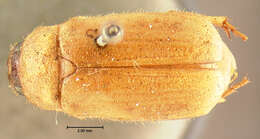 Image of Phyllophaga (Phyllophaga) longitarsa (Say 1824)