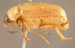 Image of Phyllophaga (Phyllophaga) longitarsa (Say 1824)