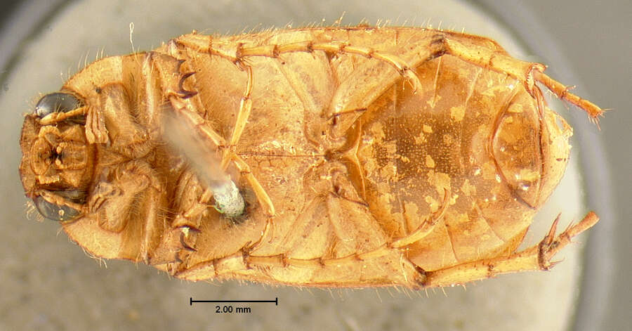 Image of Phyllophaga (Phyllophaga) longitarsa (Say 1824)