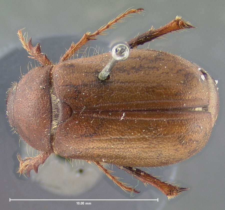 Image of Phyllophaga (Phyllophaga) futilis (Le Conte 1850)