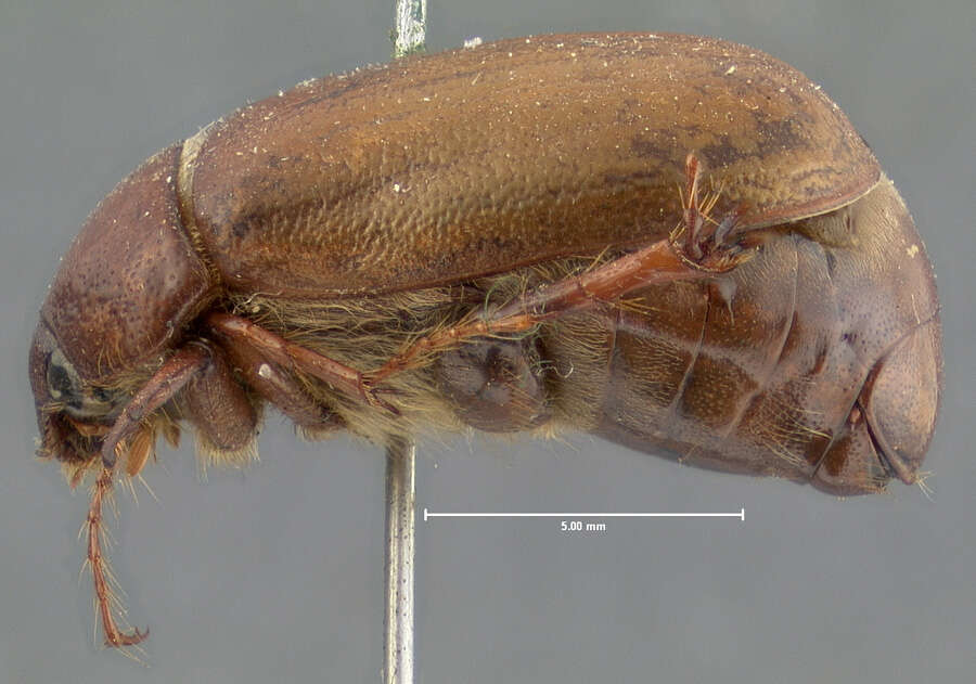 Image of Phyllophaga (Phyllophaga) futilis (Le Conte 1850)