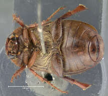 Image of Phyllophaga (Phyllophaga) futilis (Le Conte 1850)