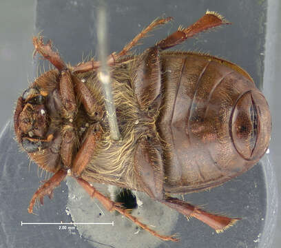 Image of Phyllophaga (Phyllophaga) futilis (Le Conte 1850)