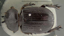 Image of Hemiphileurus illatus mexicanus Endrödi 1978