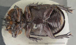 Image of Hemiphileurus illatus mexicanus Endrödi 1978