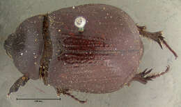 Image de Orizabus pyriformis (Le Conte 1847)