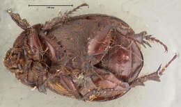 Image de Orizabus pyriformis (Le Conte 1847)