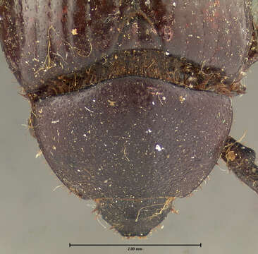 Image de Orizabus pyriformis (Le Conte 1847)