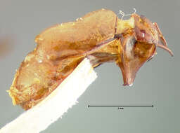 Image of Listrochelus disparilis Horn 1878