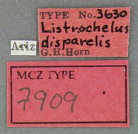 Image of Listrochelus disparilis Horn 1878