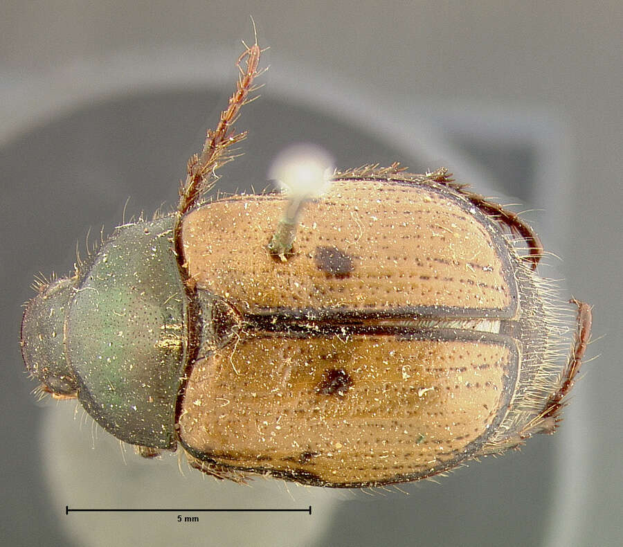 Image of Shining Leaf Chafer