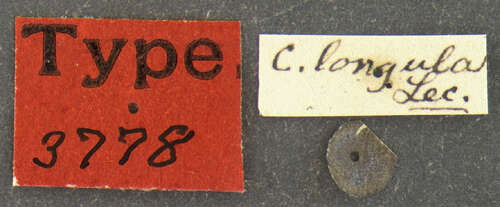 Image of Cyclocephala longula Le Conte 1863